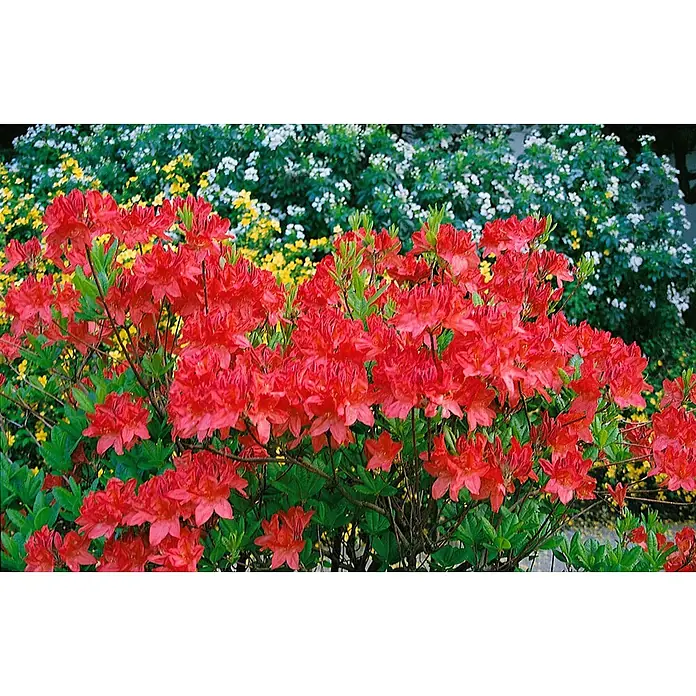 Pflanzen für dich Rhododendron Pontische Azalee - Rhododendron luteum 'Satan', Blütenfarbe: Rot - Lebhaft rote Azaleenblüten blühen in einem Garten, mit gelben und weißen Blumen im Hintergrund.