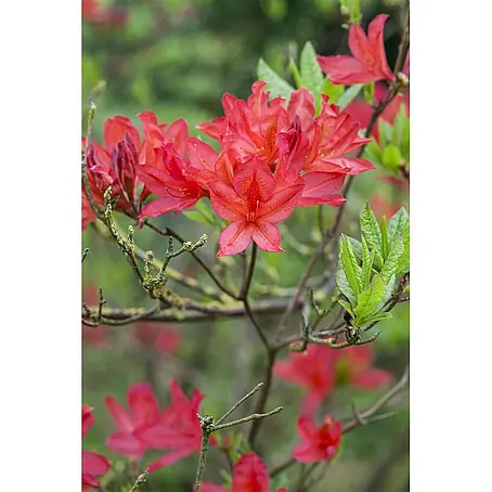 Pflanzen für dich  Rhododendron Pontische Azalee