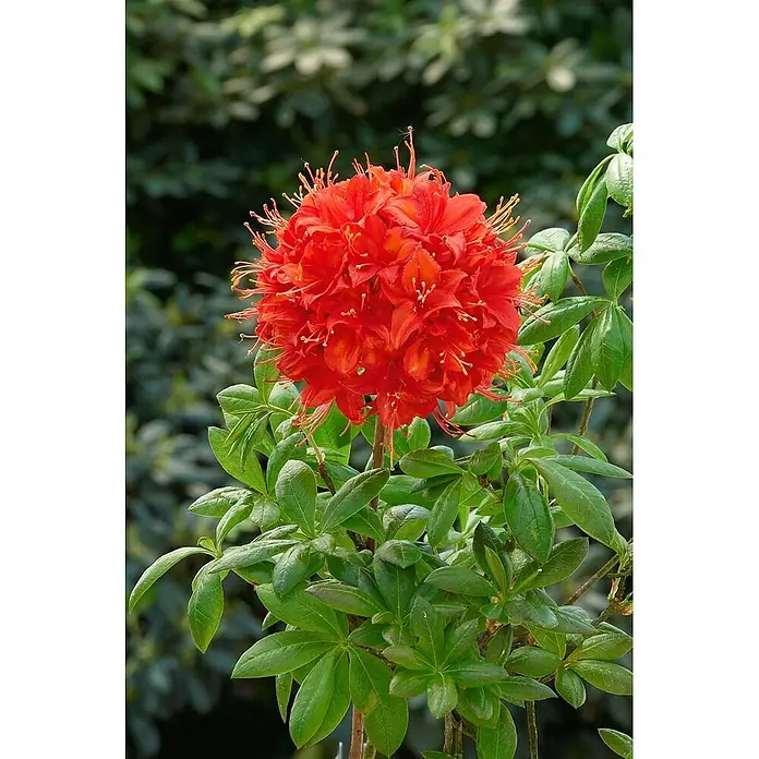 Pflanzen für dich Rhododendron Pontische Azalee - Rhododendron luteum 'Satan', Blütenfarbe: Rot - Ein leuchtend rot-oranger Azaleenblütenball mit langen Staubgefäßen, umgeben von grünen Blättern.