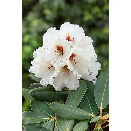 Pflanzen für dich  Rhododendron 30-40 cm