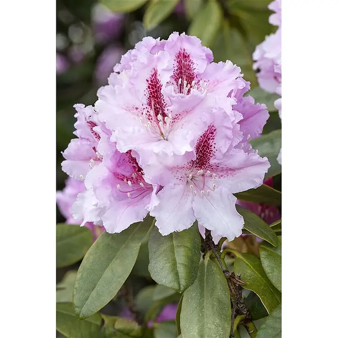 Pflanzen für dich Rhododendron 40-50 cm - Rhododendron 'Progres', Blütenfarbe: Lila - Nahaufnahme einer Gruppe hellrosa Rhododendronblüten mit dunkelrot gesprenkelten Zentren.