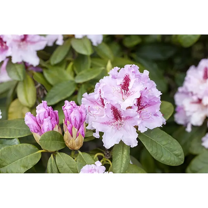 Pflanzen für dich Rhododendron 40-50 cm - Rhododendron 'Progres', Blütenfarbe: Lila - Nahaufnahme von hellrosa Rhododendronblüten mit dunkelrosa gesprenkelten Zentren, daneben geschlossene Knospen und grüne Blätter.