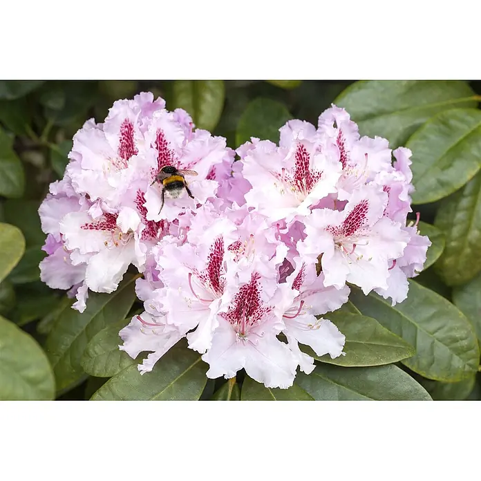 Pflanzen für dich Rhododendron 40-50 cm - Rhododendron 'Progres', Blütenfarbe: Lila - Eine flauschige schwarz-gelbe Hummel landet auf hellrosa Rhododendronblüten mit dunkelroten gesprenkelten Zentren.