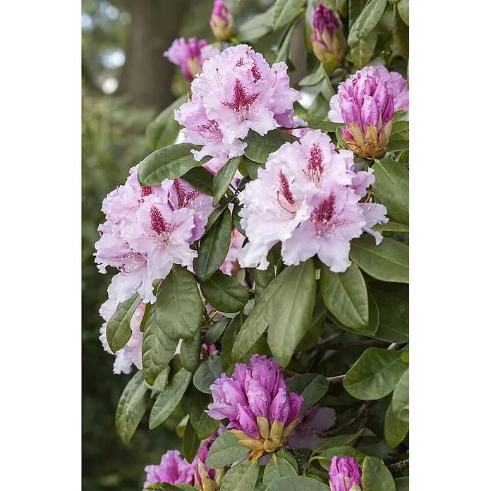 Pflanzen für dich Rhododendron 40-50 cm - Rhododendron 'Progres', Blütenfarbe: Lila - Nahaufnahme eines Rhododendronbusches mit hellrosafarbenen Blüten mit dunkelrosa Sprenkeln und mehreren violetten Knospen.