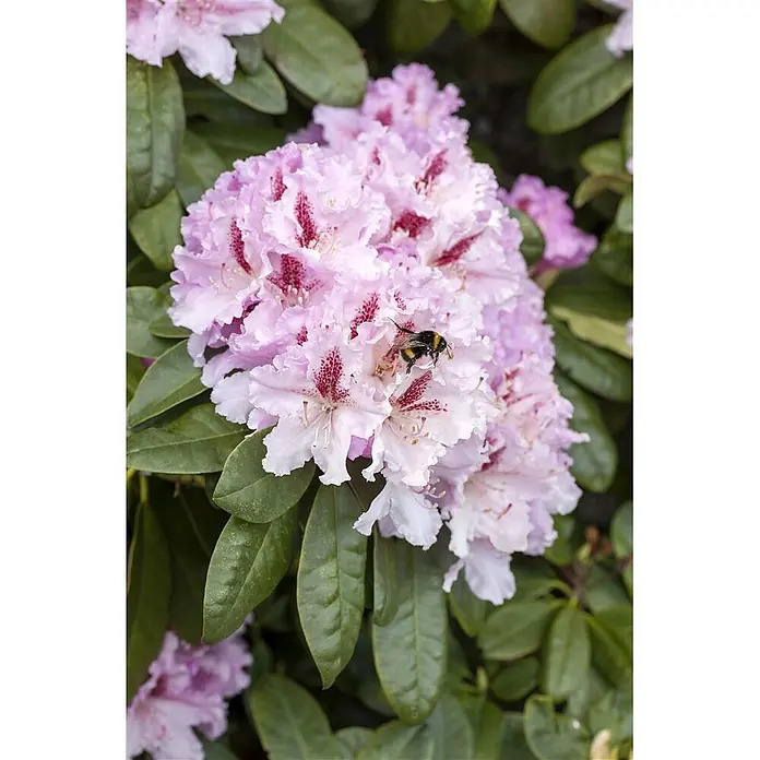 Pflanzen für dich Rhododendron 40-50 cm - Rhododendron 'Progres', Blütenfarbe: Lila - Hellrosa Rhododendronblüten mit roten Flecken und einer Hummel auf einer Blüte.