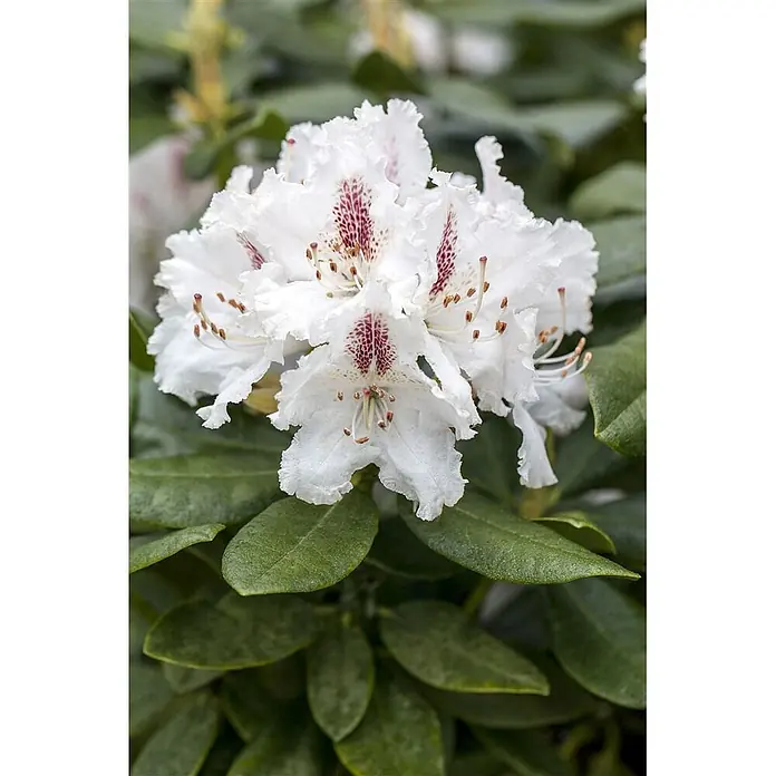 Pflanzen für dich Rhododendron 40-50 cm - Rhododendron 'Progres', Blütenfarbe: Lila - Nahaufnahme einer weißen Rhododendronblüte mit gerüschten Blütenblättern, rot-violetten Flecken und Staubblättern, umgeben von grünen Blättern.