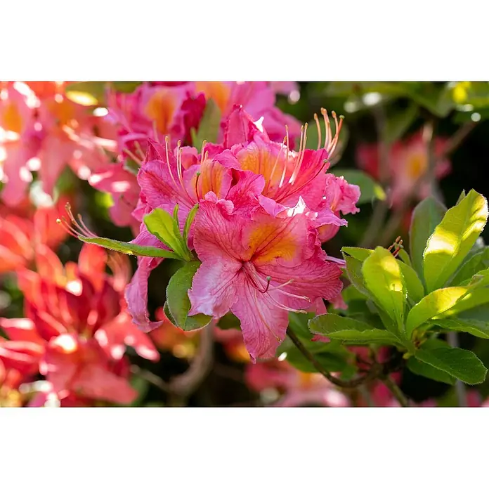 Pflanzen für dich Rhododendron 30-40 cm - Rhododendron luteum 'Tunis', Blütenfarbe: Orange - Nahaufnahme leuchtend pinker und orangefarbener Azaleenblüten mit grünen Blättern, blühend im Sonnenlicht.