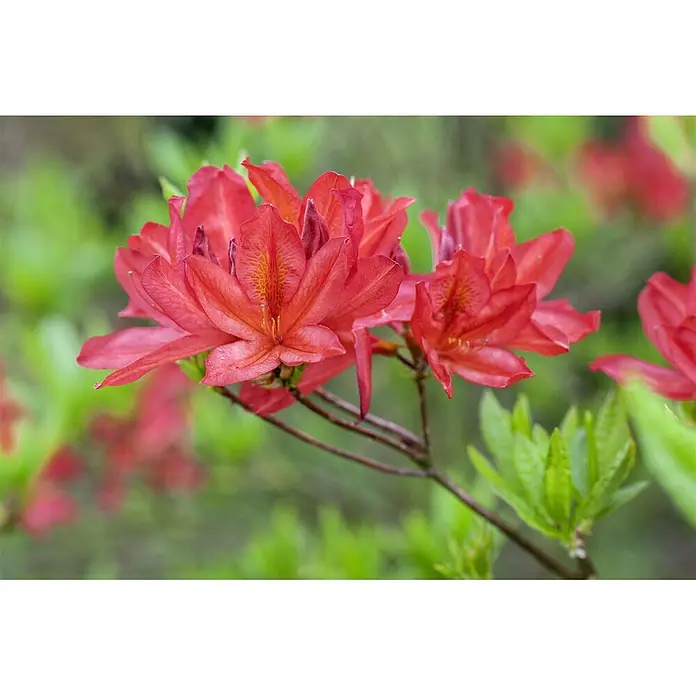 Pflanzen für dich Rhododendron 30-40 cm - Rhododendron luteum 'Tunis', Blütenfarbe: Orange - Rote Azaleenblüten an einem Ast, mit auffälligen Staubblättern und feinen Wassertropfen auf den Blütenblättern.