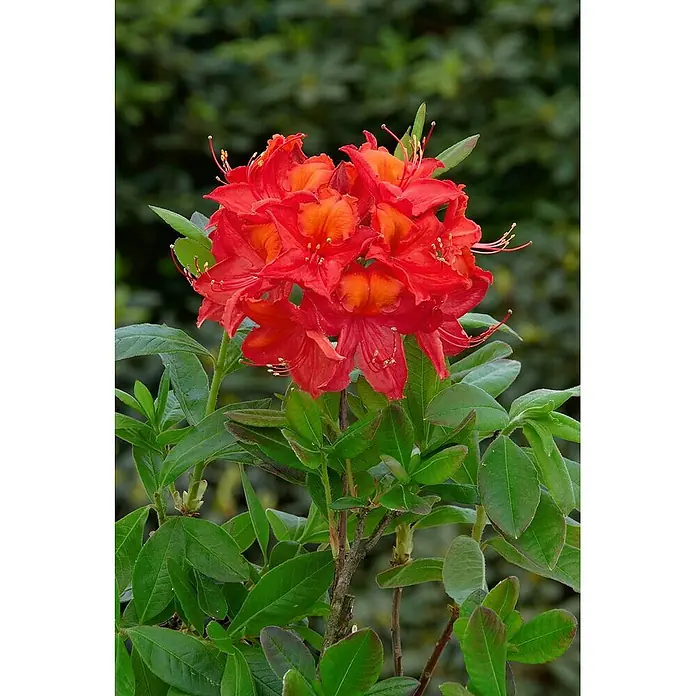 Pflanzen für dich Rhododendron 30-40 cm - Rhododendron luteum 'Tunis', Blütenfarbe: Orange - Lebendige rote und orange Azaleenblüten mit grünen Blättern an einem Pflanzenstiel, die mehrere blühende Blüten zeigen.