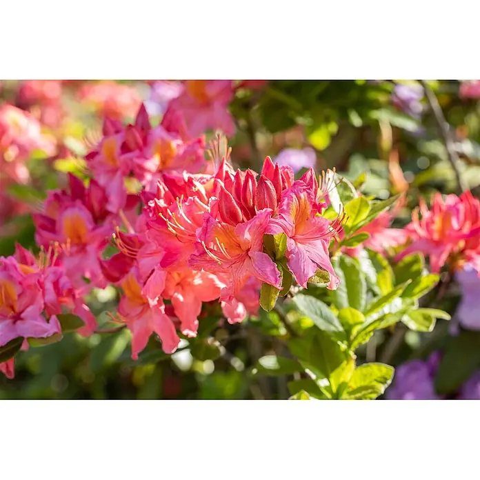 Pflanzen für dich Rhododendron 30-40 cm - Rhododendron luteum 'Tunis', Blütenfarbe: Orange - Lebhafte rosa und orangefarbene Azaleenblüten mit auffälligen Staubblättern, in einem üppigen Garten blühend.