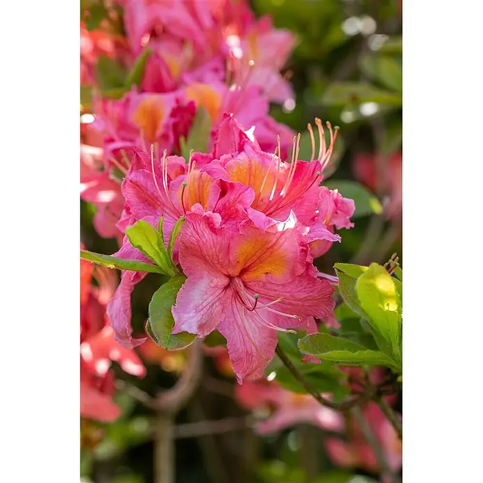 Pflanzen für dich Rhododendron 30-40 cm - Rhododendron luteum 'Tunis', Blütenfarbe: Orange - Leuchtend pinke Blüten mit orangefarbenen Zentren und zarten, auffälligen Staubblättern.