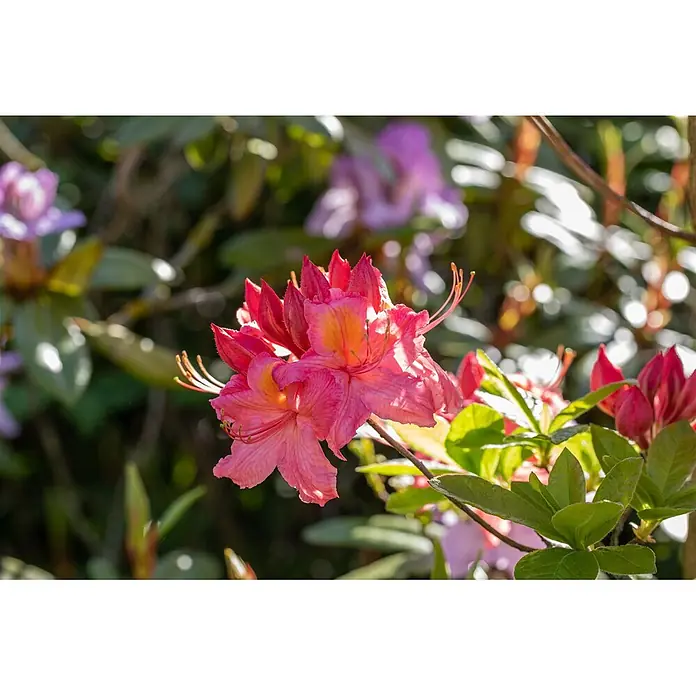 Pflanzen für dich Rhododendron 30-40 cm - Rhododendron luteum 'Tunis', Blütenfarbe: Orange - Leuchtend rosa Blüten mit orangen Zentren, an einem Busch in einem sonnigen Garten blühend.