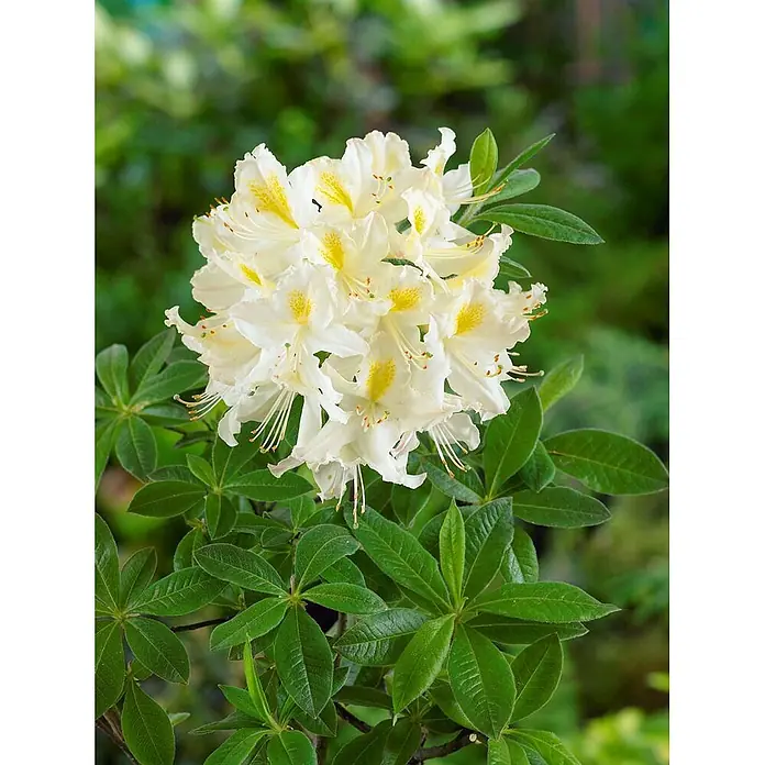 Pflanzen für dich Rhododendron 30-40 cm - Rhododendron luteum 'Daviesii', Blütenfarbe: Creme - Dichte weiße Azaleenblüten mit gelben Zentren und grünen Blättern.