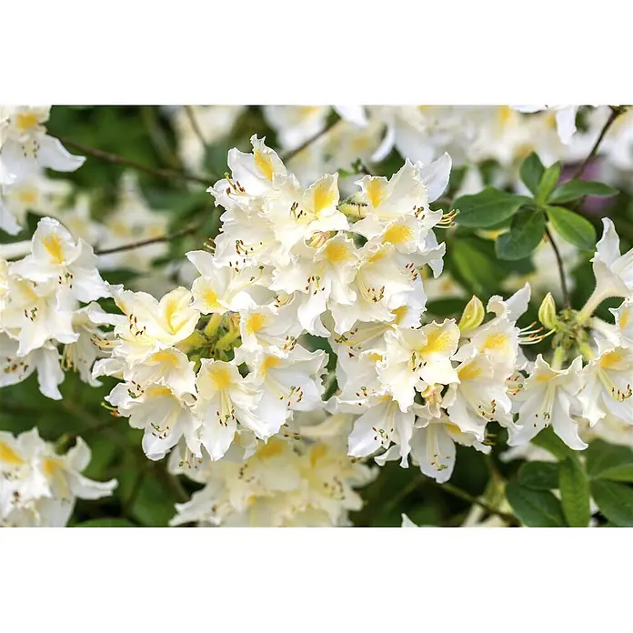 Pflanzen für dich Rhododendron 30-40 cm - Rhododendron luteum 'Daviesii', Blütenfarbe: Creme - Blütenstände weißer Blumen mit auffälligen gelben Zeichnungen auf den oberen Blütenblättern.