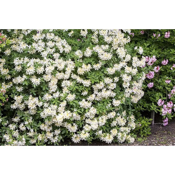 Pflanzen für dich Rhododendron 30-40 cm - Rhododendron luteum 'Daviesii', Blütenfarbe: Creme - Busch mit zahlreichen weißen und gelben Azaleenblüten, rechts daneben rosa Blüten.