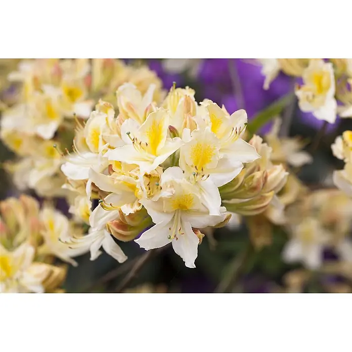Pflanzen für dich Rhododendron 30-40 cm - Rhododendron luteum 'Daviesii', Blütenfarbe: Creme - Blumenstrauß aus gelben und weißen Blüten mit leuchtend gelben Zentren vor verschwommenem, natürlichem Hintergrund.
