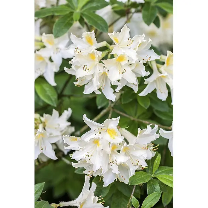 Pflanzen für dich Rhododendron 30-40 cm - Rhododendron luteum 'Daviesii', Blütenfarbe: Creme - Weiße Blüten mit auffälligen gelben Zentren und sichtbaren Staubgefäßen.