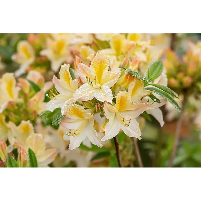 Pflanzen für dich Rhododendron 30-40 cm - Rhododendron luteum 'Daviesii', Blütenfarbe: Creme - Nahaufnahme leuchtend gelb-weißer Blüten mit Wassertropfen, inmitten grünen Laubs.
