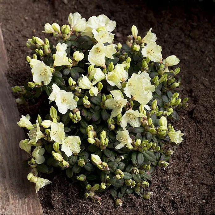 Pflanzen für dich Rhododendron 15-20 cm - Rhododendron ludlowii 'Wren', Blütenfarbe: Gelb - Eine kompakte Pflanze mit hellgelben Blüten und dunkelgrünen Blättern, in Erde mit Holzeinfassung gepflanzt.