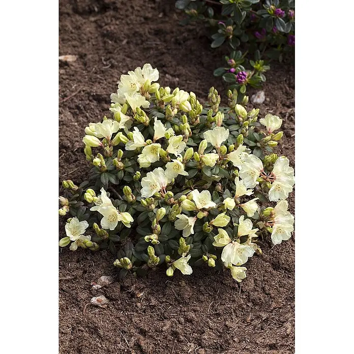 Pflanzen für dich Rhododendron 15-20 cm - Rhododendron ludlowii 'Wren', Blütenfarbe: Gelb - Kleiner Strauch mit hellgelben Blüten und grünen Knospen in dunkler Erde.