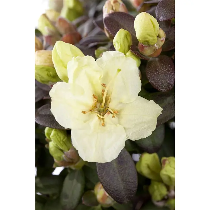 Pflanzen für dich Rhododendron 15-20 cm - Rhododendron ludlowii 'Wren', Blütenfarbe: Gelb - Hellgelbe Blüte mit sichtbaren Staubblättern und Stempel, umgeben von dunkelrot-violetten Blättern und hellgrünen Knospen.