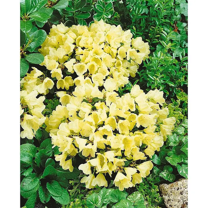 Pflanzen für dich Rhododendron 15-20 cm - Rhododendron ludlowii 'Wren', Blütenfarbe: Gelb - Leuchtend gelbe Rhododendron-ähnliche Blüten, die prächtig in einem üppig grünen Garten blühen.