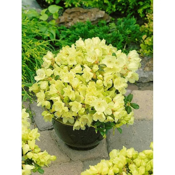 Pflanzen für dich Rhododendron 15-20 cm - Rhododendron ludlowii 'Wren', Blütenfarbe: Gelb - Buschige Pflanze mit vielen gelben Blüten in dunklem Topf, draußen auf Steinplatten präsentiert.