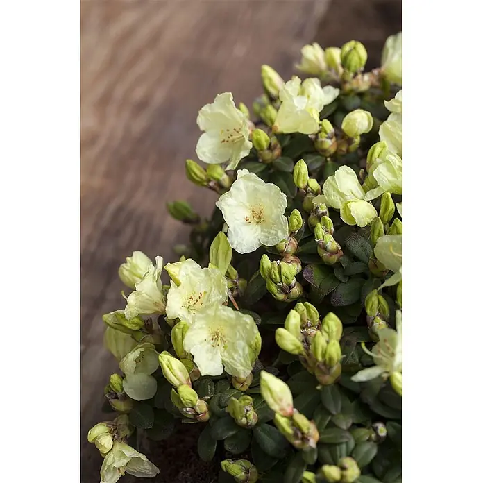 Pflanzen für dich Rhododendron 15-20 cm - Rhododendron ludlowii 'Wren', Blütenfarbe: Gelb - Zwerg-Rhododendron mit hellgelben Blüten und grünen Knospen, dunklem Laub.