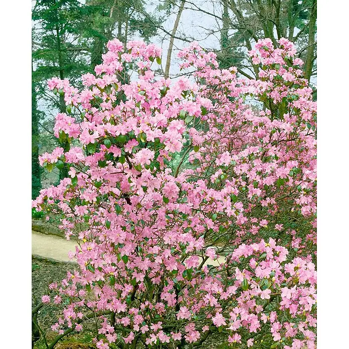 Pflanzen für dich Rhododendron 30-40 cm - Rhododendron 'Praecox', Blütenfarbe: Lila - Üppiger Strauch mit leuchtend rosa Blüten, voll in Blüte in einer natürlichen Gartenumgebung.