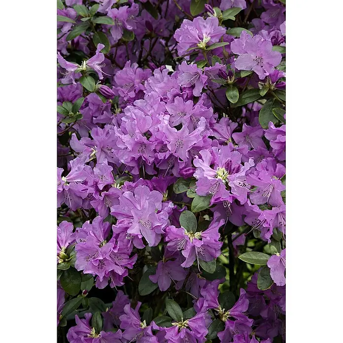 Pflanzen für dich Rhododendron 30-40 cm - Rhododendron 'Praecox', Blütenfarbe: Lila - Dichte Ansammlung leuchtend violetter Rhododendronblüten mit grünen Blättern.