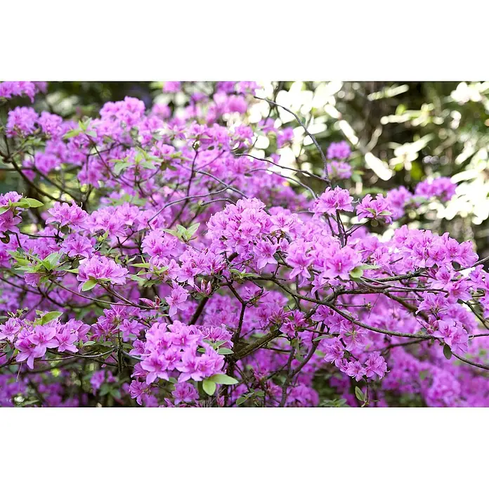 Pflanzen für dich Rhododendron 30-40 cm - Rhododendron 'Praecox', Blütenfarbe: Lila - Ein üppiger Busch mit blühenden rosa und lila Azaleenblüten und grünen Blättern.
