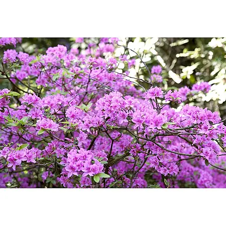 Pflanzen für dich  Rhododendron 20-25 cm