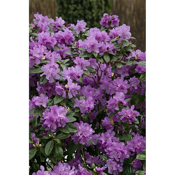 Pflanzen für dich Rhododendron 30-40 cm - Rhododendron 'Praecox', Blütenfarbe: Lila - Leuchtend lila Rhododendronbusch mit vielen Blüten und grünen Blättern, wunderschön blühend.