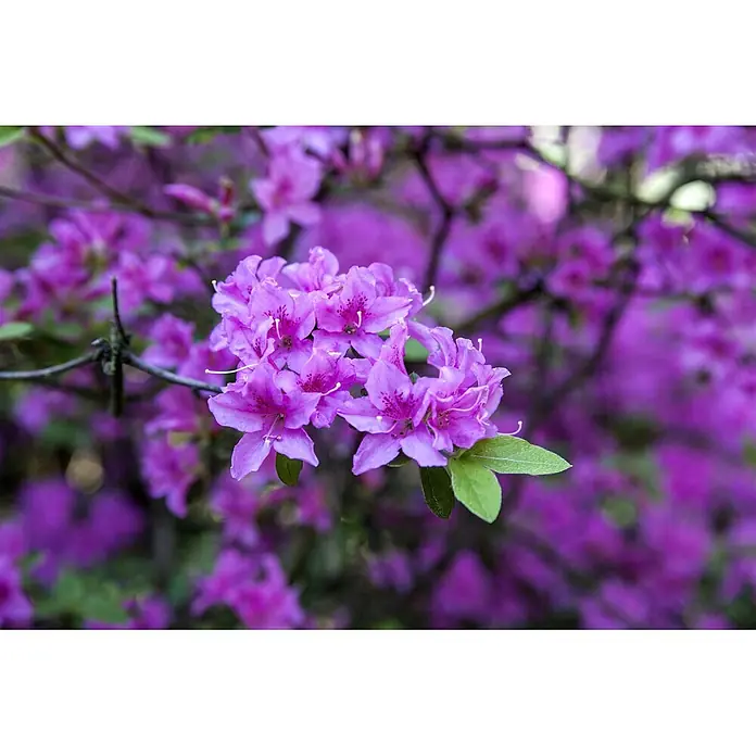 Pflanzen für dich Rhododendron 30-40 cm - Rhododendron 'Praecox', Blütenfarbe: Lila - Lebendige violette Blüten mit markanten Staubblättern, umgeben von grünen Blättern.
