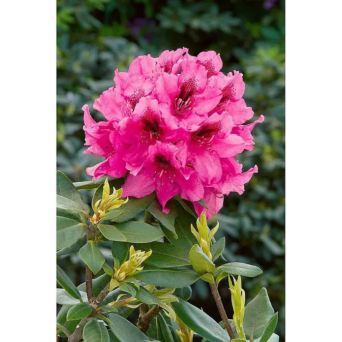 Pflanzen für dich Rhododendron 30-40 cm - Rhododendron 'Rocket', Blütenfarbe: Rot - Leuchtend rosa Rhododendronblüte mit dunkelroten Flecken, umgeben von grünen Blättern und hellgrünen Knospen.