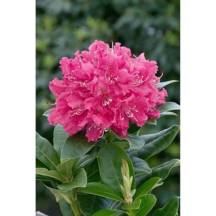 Pflanzen für dich Rhododendron 30-40 cm - Rhododendron 'Rocket', Blütenfarbe: Rot - Leuchtend rosa Rhododendronblüten in einem Cluster, umgeben von grünen Blättern und einer Knospe.