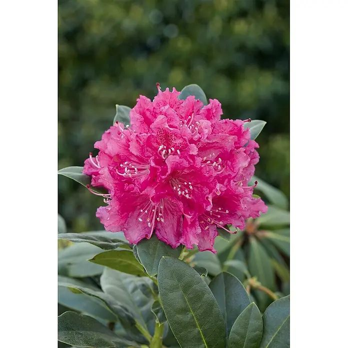 Pflanzen für dich Rhododendron 30-40 cm - Rhododendron 'Rocket', Blütenfarbe: Rot - Leuchtend rosa Rhododendronblüte mit glänzenden grünen Blättern.