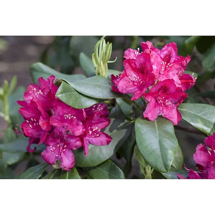 Pflanzen für dich Großblumiger Rhododendron 30-40 cm - Rhododendron 'Nova Zembla', Rot - Nahaufnahme leuchtend pinker Rhododendronblüten mit gelben Staubblättern, umgeben von dunkelgrünen Blättern.