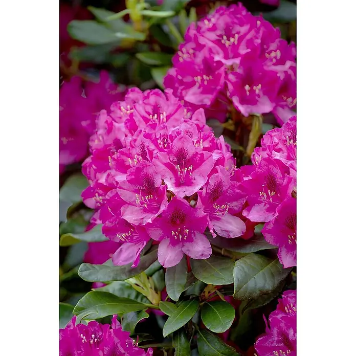 Pflanzen für dich Großblumiger Rhododendron 30-40 cm - Rhododendron 'Nova Zembla', Rot - Lebendige, leuchtend rosa Rhododendronblüten in voller Pracht, umgeben von grünen Blättern.