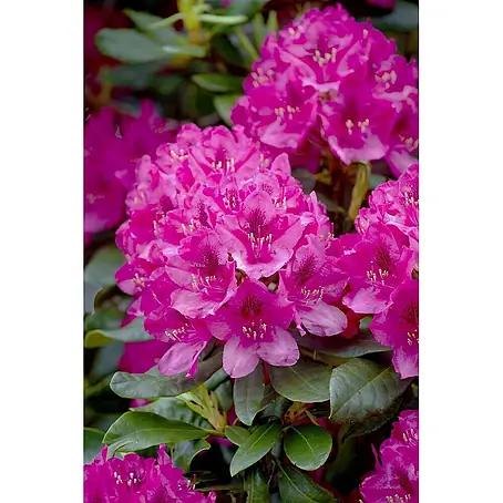 Pflanzen für dich  Großblumiger Rhododendron 30-40 cm