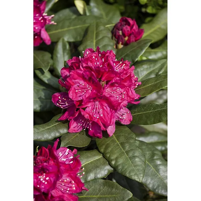 Pflanzen für dich Großblumiger Rhododendron 30-40 cm - Rhododendron 'Nova Zembla', Rot - Leuchtend pinkfarbene Rhododendronblüten mit prominenten Staubblättern, eingebettet in grüne Blätter.