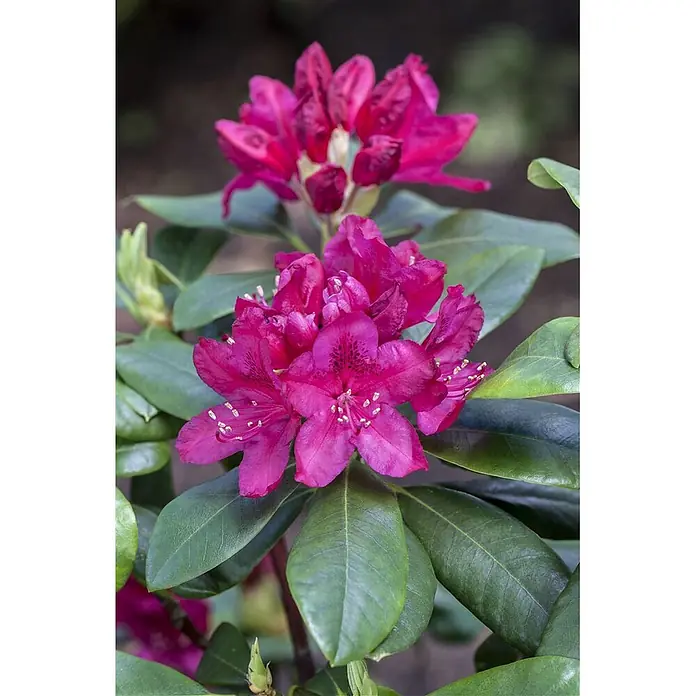 Pflanzen für dich Großblumiger Rhododendron 30-40 cm - Rhododendron 'Nova Zembla', Rot - Leuchtend magentafarbene Rhododendronblüten mit grünen Blättern in voller Blüte.