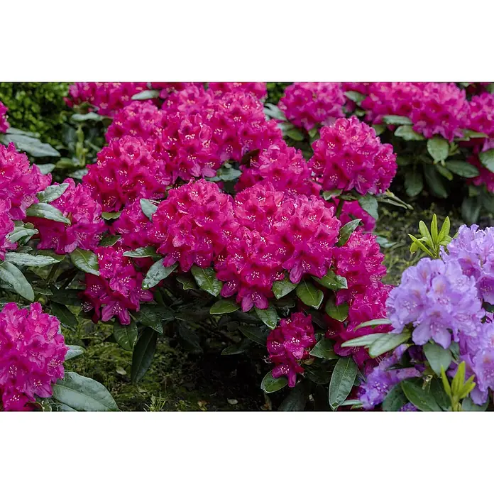 Pflanzen für dich Großblumiger Rhododendron 30-40 cm - Rhododendron 'Nova Zembla', Rot - Nahaufnahme leuchtend pinker Rhododendren in voller Blüte, mit einigen lila Blüten und grünen Blättern mit Wassertropfen.