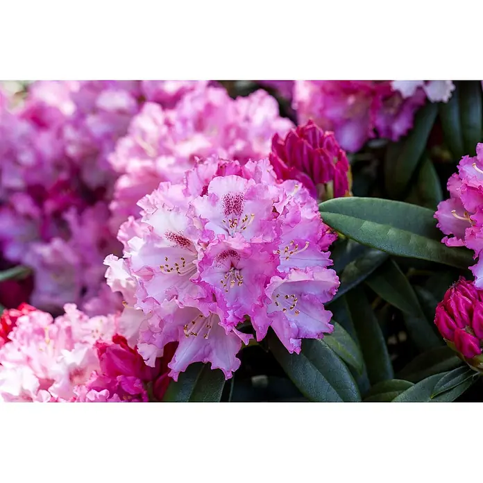 Pflanzen für dich Rhododendron 40- 50 cm - Rhododendron 'Nova Zembla', Blütenfarbe: Rot - Leuchtend rosa Rhododendronblüten mit gekräuselten Blütenblättern und dunklen Flecken, umgeben von grünen Blättern und Knospen.