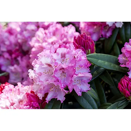 Pflanzen für dich  Rhododendron 40-50 cm