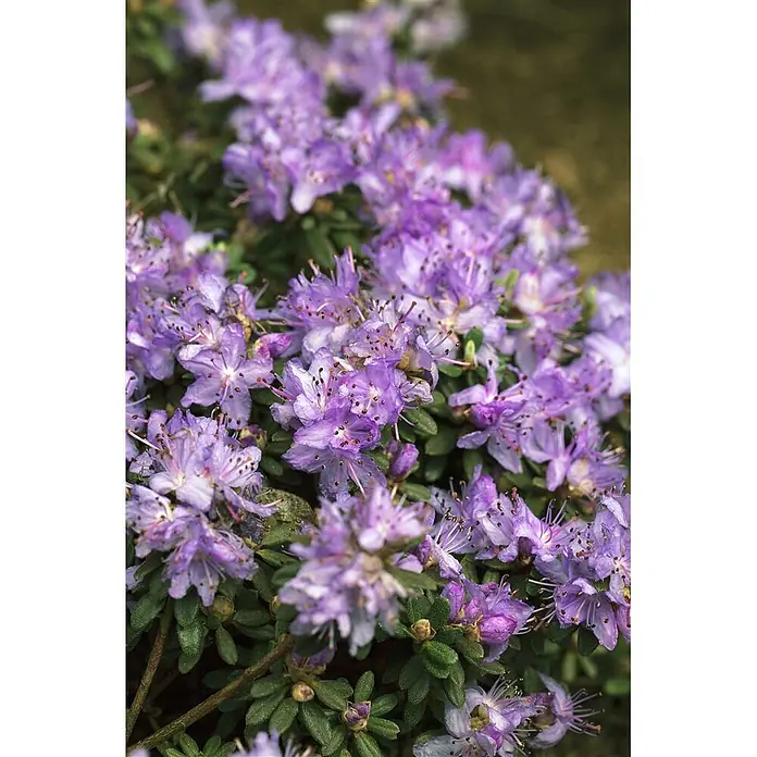 Pflanzen für dich Zwergrhododendron 25-30 cm - Rhododendron impeditum 'Blaue Mauritius', Blau - Nahaufnahme von leuchtend violetten Rhododendronblüten mit auffälligen Staubgefäßen und grünen Blättern.