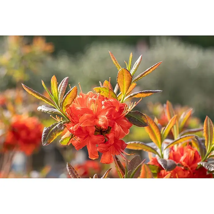 Pflanzen für dich Rhododendron 40-50 cm - Rhododendron luteum 'Fireball', Blütenfarbe: Orange - Gruppe leuchtend oranger Blüten mit grünen und herbstlich gefärbten Blättern, hell beleuchtet.