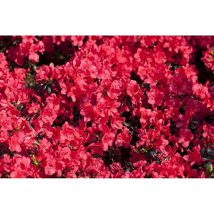 Pflanzen für dich Rhododendron 20-25 cm - Rhododendron obtusum 'Maruschka', Blütenfarbe: Rot - Nahaufnahme leuchtend roter Blüten mit dunklen grünen Blättern.