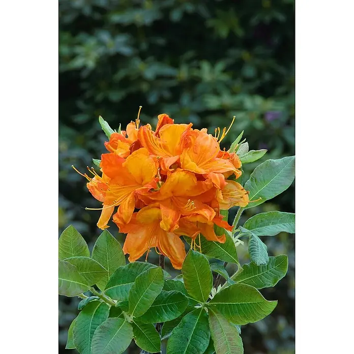 Pflanzen für dich Rhododendron 40-50 cm - Rhododendron luteum 'Glowing Embers', Blütenfarbe: Orange - Leuchtend orangefarbene Azaleenblüten mit grünen Blättern, Nahaufnahme.