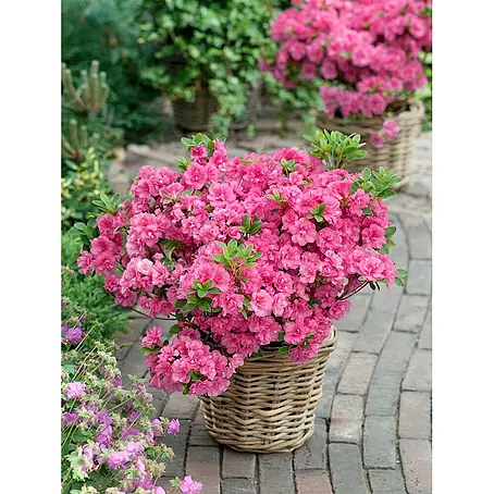 Pflanzen für dich  Japanische Azalee 30-40 cm